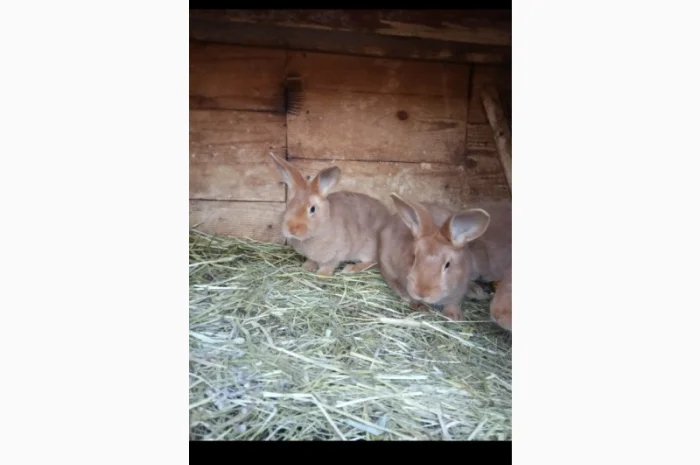 Продам кроликов Бургундия, Калифорния, Фландр, Строкач- фото № 2