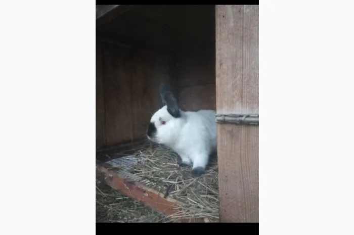 Продам кроликов Бургундия, Калифорния, Фландр, Строкач- фото № 3