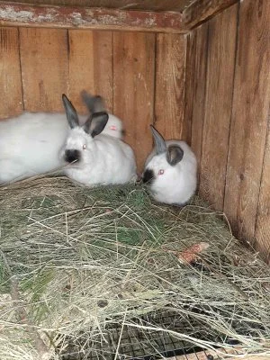 Продам кроликов Бургундия, Калифорния, Фландр, Строкач- фото № 4