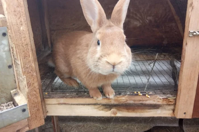 Продам кроликов Бургундия, Калифорния, Фландр, Строкач- фото № 5
