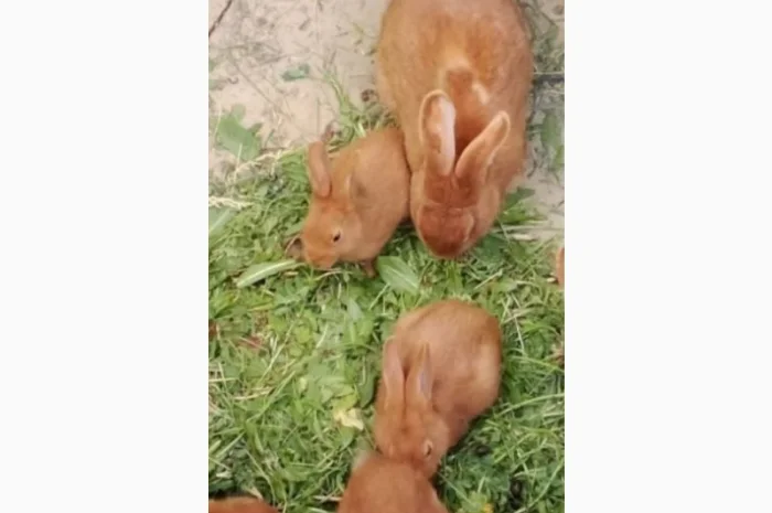 Робочий кроль Бургунский- фото № 1