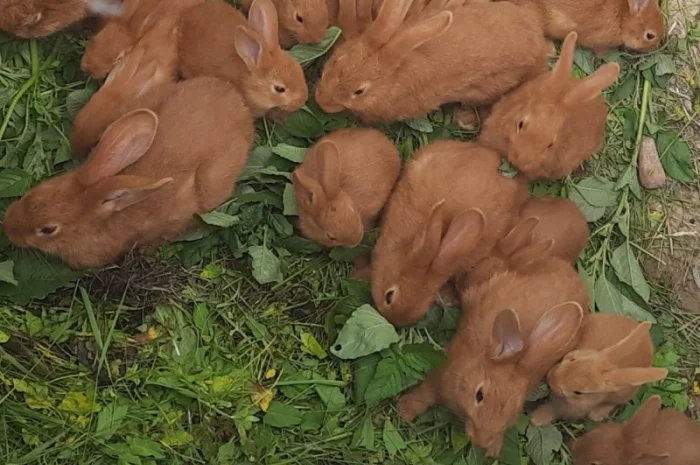 Робочий кроль Бургунский- фото № 2