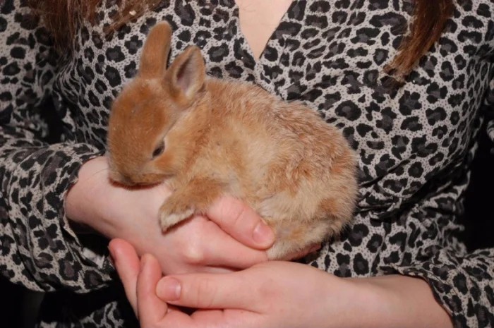 Декоративные кролики различный окрас- фото № 1