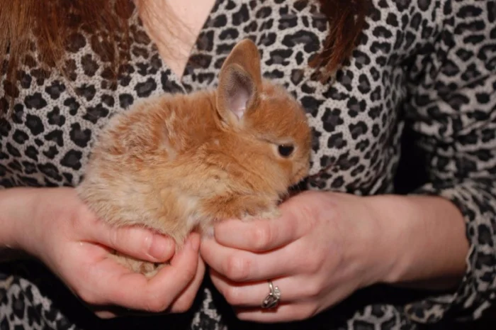 Декоративные кролики различный окрас- фото № 2