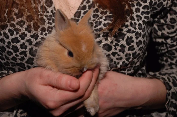 Декоративные кролики различный окрас- фото № 3