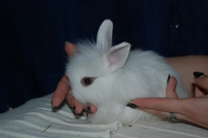 Декоративные кролики различный окрас- фото № 6