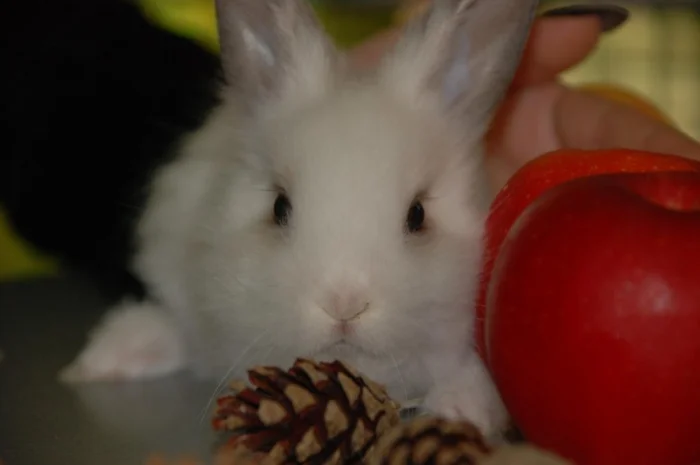 Декоративные кролики различный окрас- фото № 7