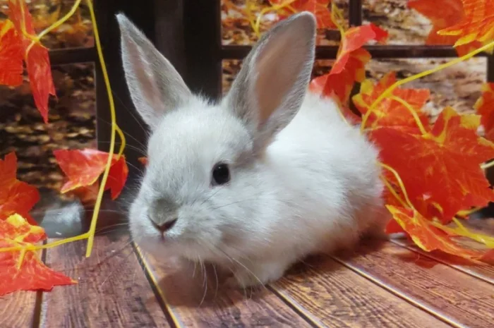 Кролик декоративный. Ручные малыши крольчата. Лучший питомец для деток и не только- фото № 1