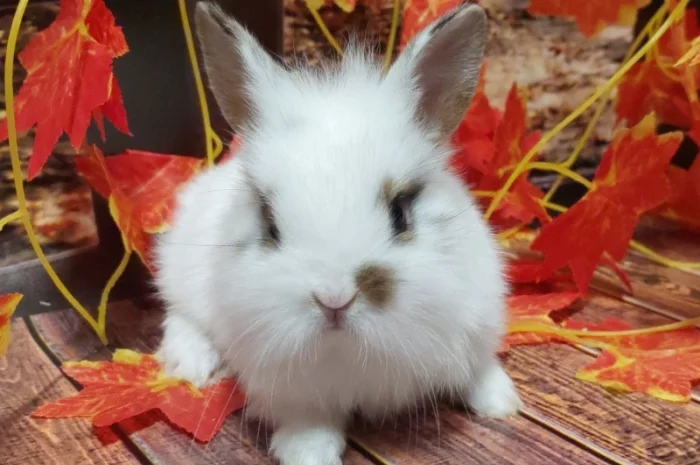 Кролик декоративный. Ручные малыши крольчата. Лучший питомец для деток и не только- фото № 2