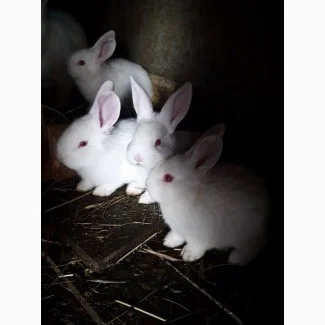 Продам кролі породи Термонська Біла- фото № 2