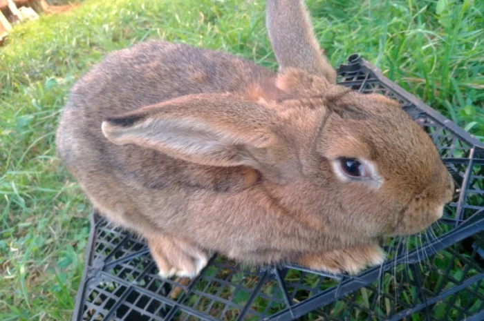 Домашні кролі кролики- фото № 1