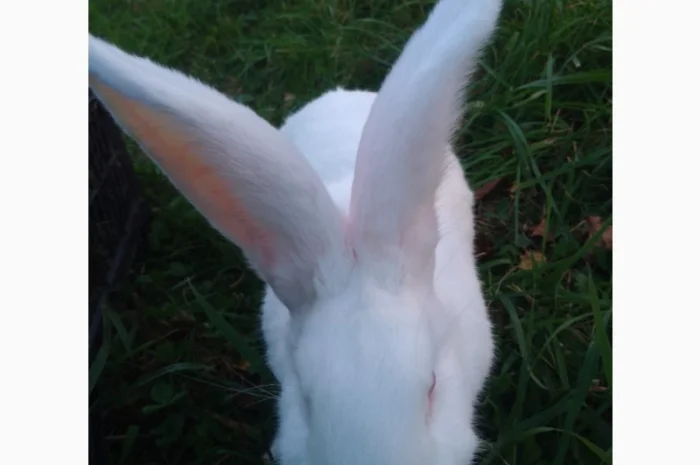 Домашні кролі кролики- фото № 10