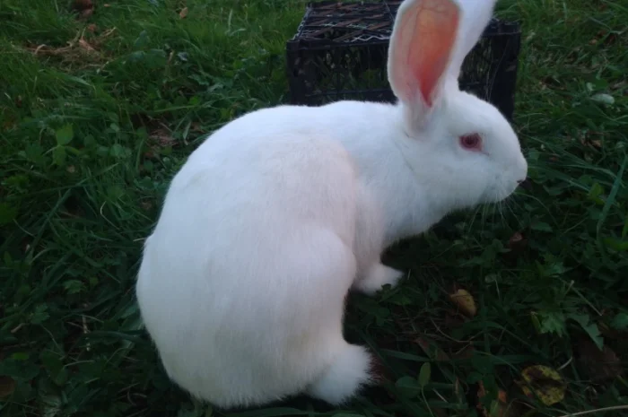 Домашні кролі кролики- фото № 11