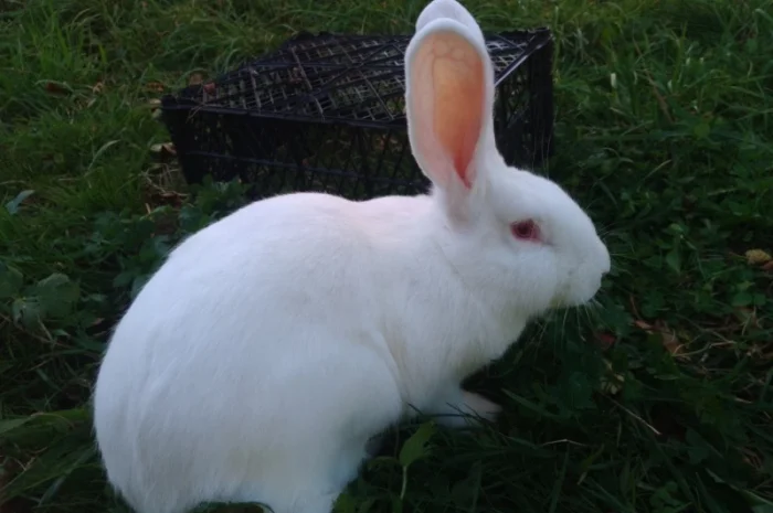 Домашні кролі кролики- фото № 12