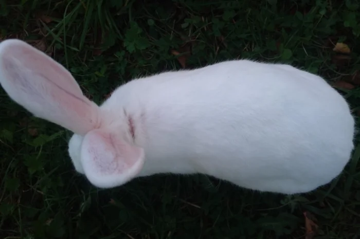 Домашні кролі кролики- фото № 13