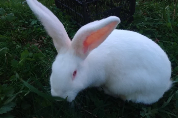 Домашні кролі кролики- фото № 14