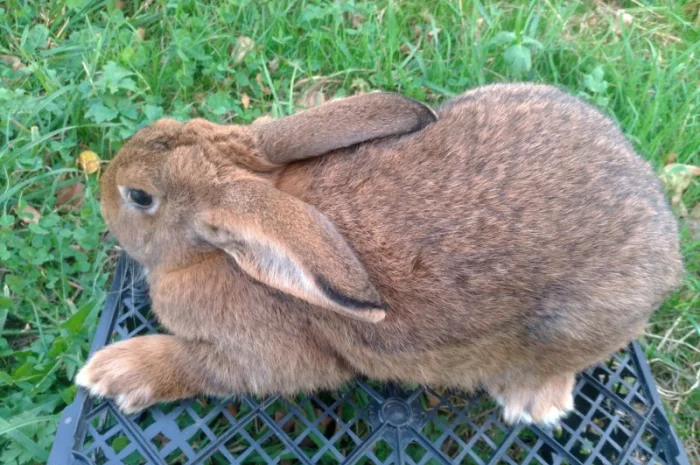 Домашні кролі кролики- фото № 2