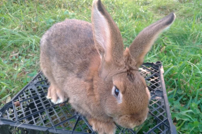 Домашні кролі кролики- фото № 3