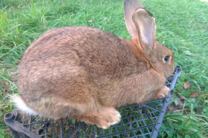 Домашні кролі кролики- фото № 4