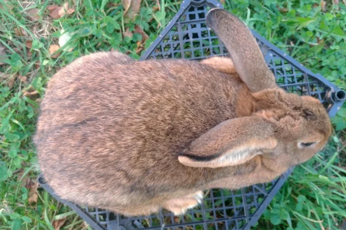 Домашні кролі кролики- фото № 5