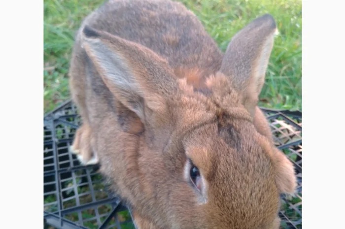 Домашні кролі кролики- фото № 6