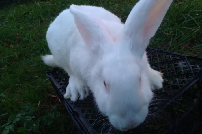 Домашні кролі кролики- фото № 7