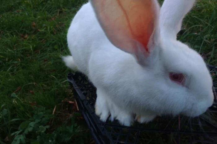 Домашні кролі кролики- фото № 8