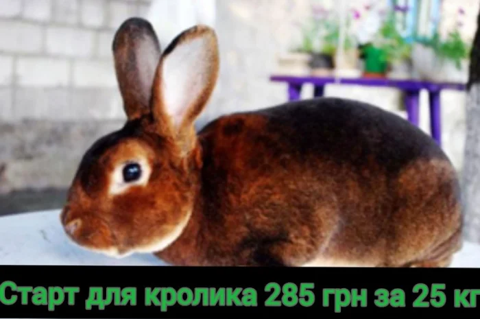 Продам универсальный корм для кролей- фото № 2