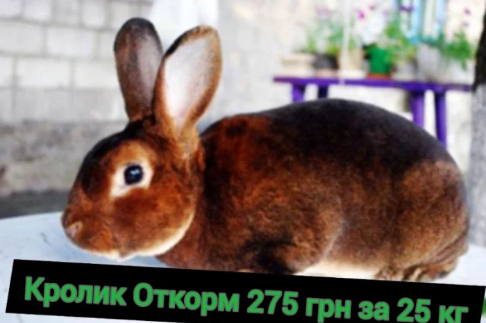 Продам универсальный корм для кролей- фото № 3