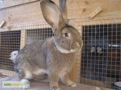 Кролики різних порід- фото № 1