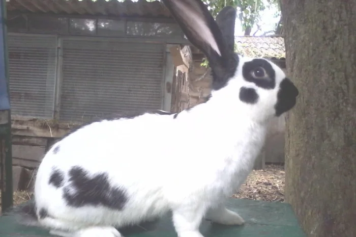 Кролики різних порід- фото № 2