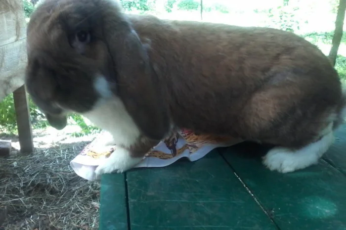 Кролики різних порід- фото № 3