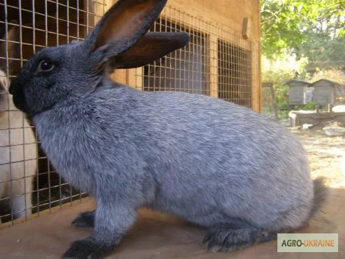 Кролики різних порід- фото № 4