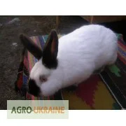 Кролики різних порід- фото № 5