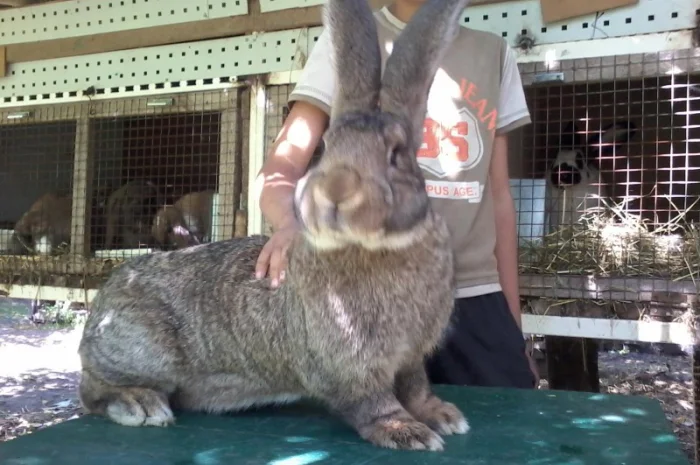 Кролики різних порід- фото № 6