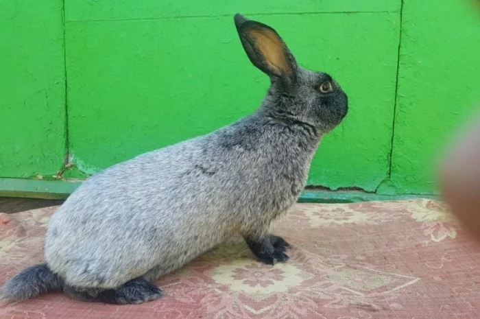 Полтавське срібло- фото № 1