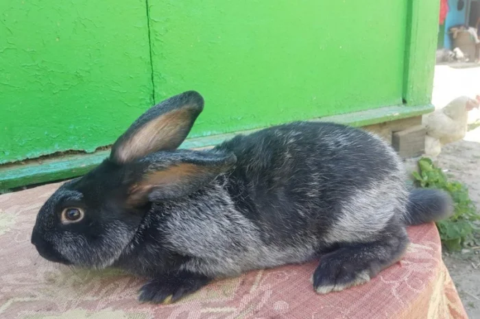 Кролики породи Полтавське срібло на продажу- фото № 2