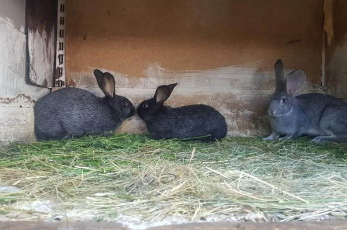 Полтавське срібло- фото № 2