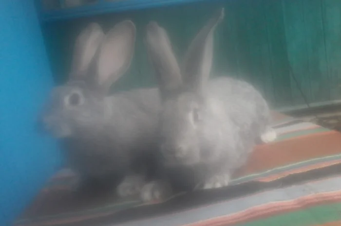 Радянська шиншила- фото № 1