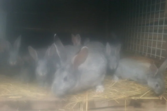 Радянська шиншила- фото № 2