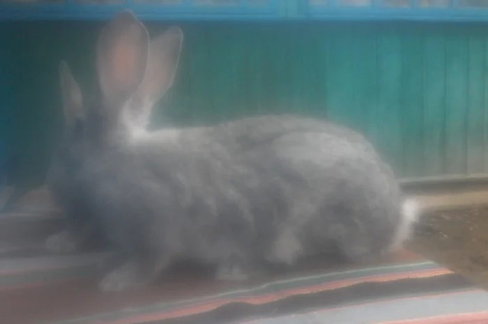 Радянська шиншила- фото № 3