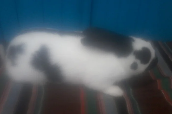 Самець німецького строкача- фото № 1