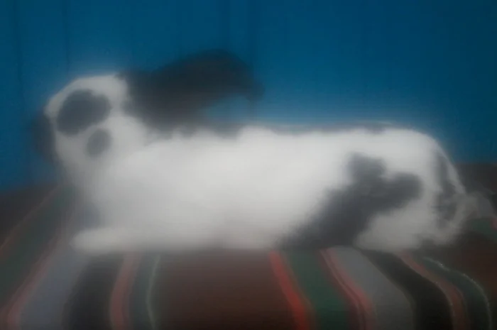 Самець німецького строкача- фото № 2