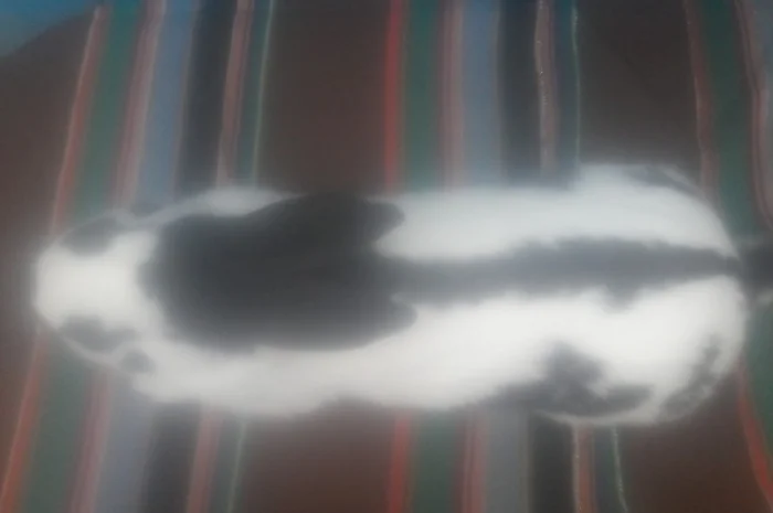 Самець німецького строкача- фото № 3