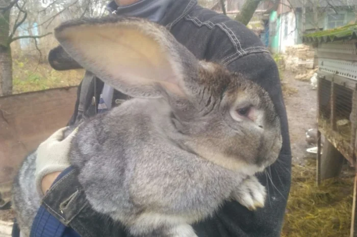 Кролі. Спаровані самки- фото № 1