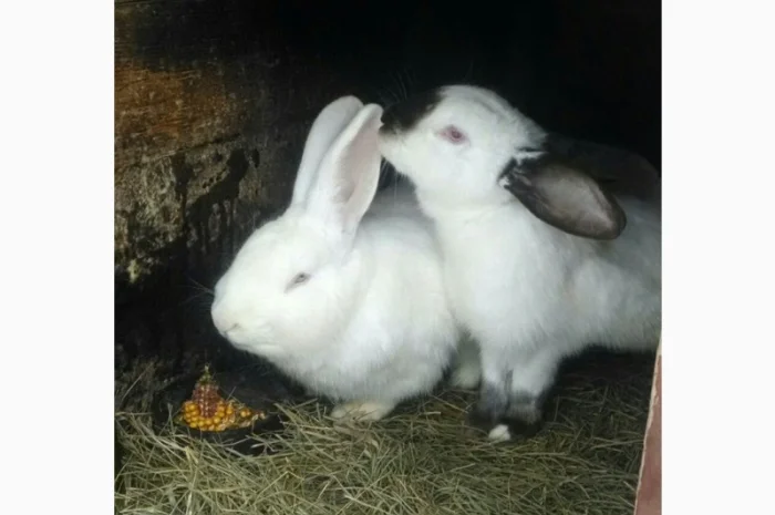 Кроличка, крольчата, кролики на плем'я- фото № 2