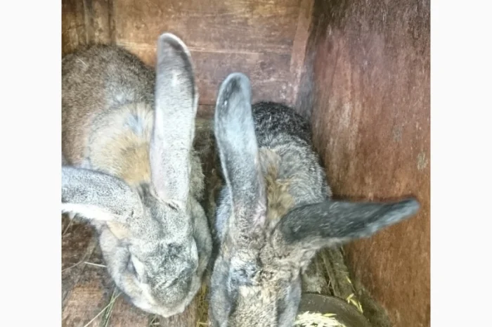 Кроличка, крольчата, кролики на плем'я- фото № 3