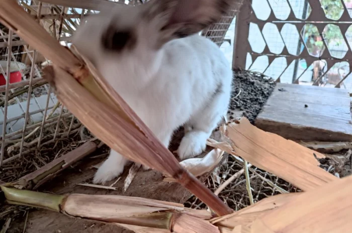 Продам кроличку на плем'я- фото № 1