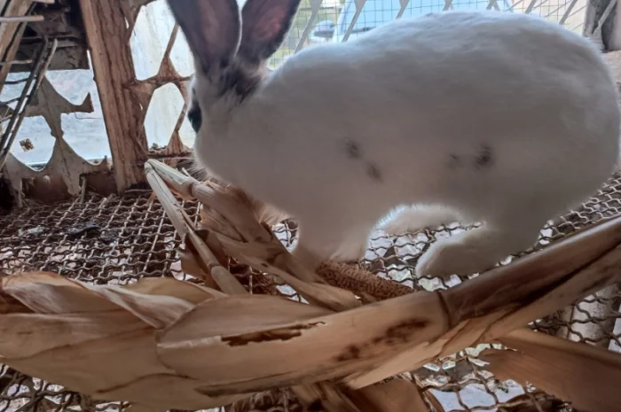 Продам кроличку на плем'я- фото № 2