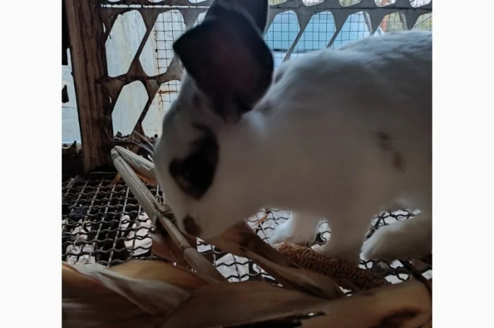 Продам кроличку на плем'я- фото № 3